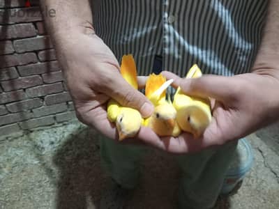 روز اوبلاين اورنج