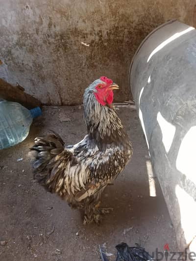 ديك برهيما فضى