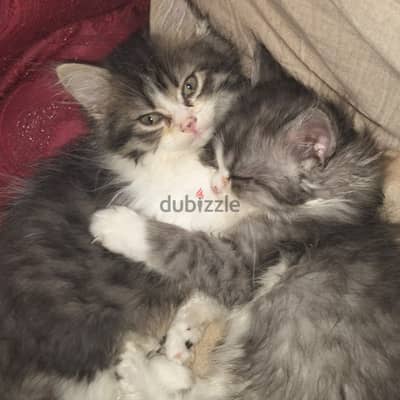 تبني:قطتين ولد شرازي بيور٣شهور ونص تواصل واتس عبر رقم‏‪0 10 25370904‬‏