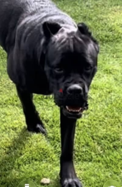 Cane corso