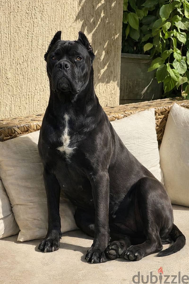 Cane corso 1