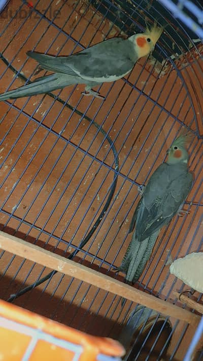 زوج حبشي شغال
