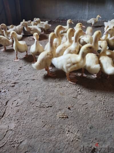بط بيور ،صوره دي ٣٥ يوم مع العلم ان اعمار ٦٠ يوم الان