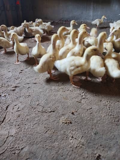 بط بيور ٦٠ يوم متاح ٢٥ جوز
