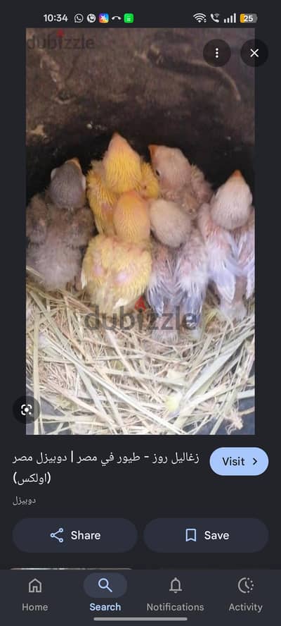 مطلوب زغلايل روز أو فيشر أو بادجي تواصل بصوره و السعر 01025166551