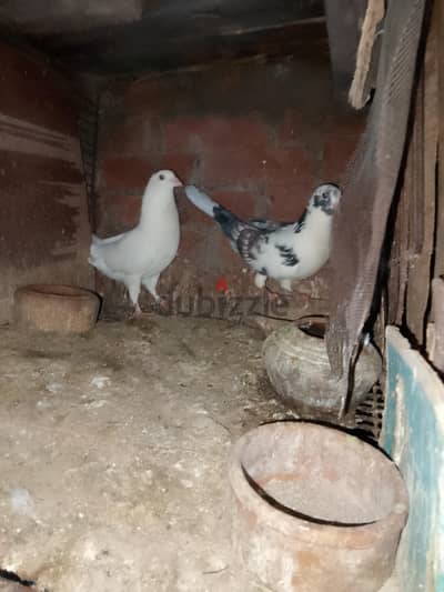 بيع حمام. بل البيض