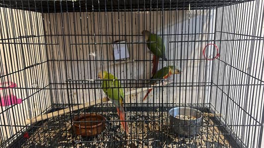 باينبول اليف ولعبي جدا بدون عض