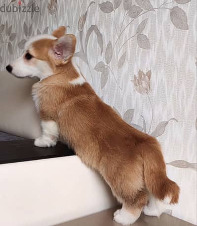 Gorgeous Corgi Male puppy available from Russia