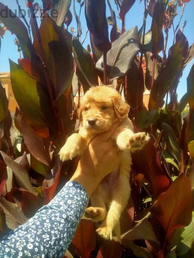 Golden Retriever Puppy