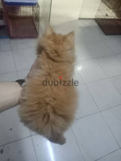 ش فيصل