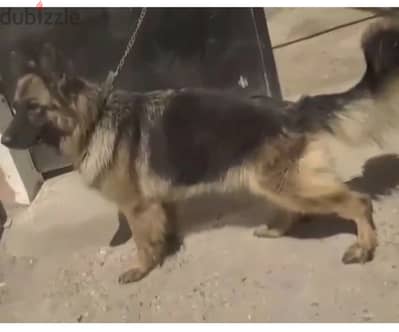 للبيع جراوي جيرمن شيبرد إناث عمر ٥٠ يوم