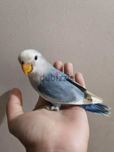 فروخ روز و روز من متدرب