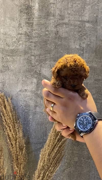 Female teacup poodle dark red