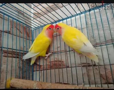 للبيع قص روز لتينى رد كاب عين حمراء شغال