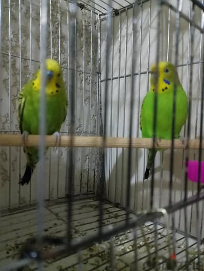 جوز استرالي اخضر شغال  جايب قبل كدا 3 عشوش