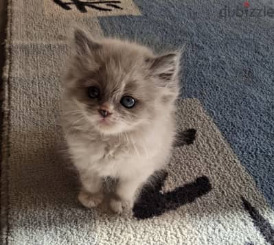 Ragdoll Kittens
