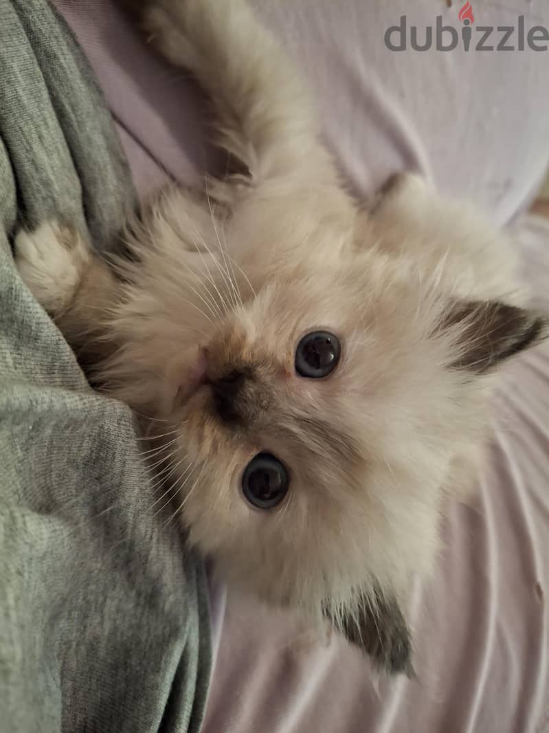 Ragdoll Kittens 1