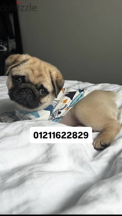 pug puppies جراوي بج