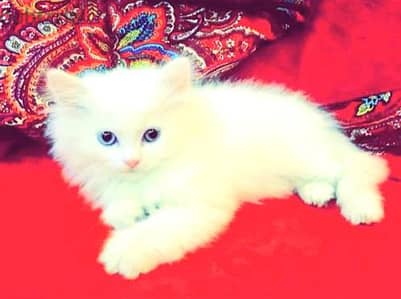 قطط شيرازي