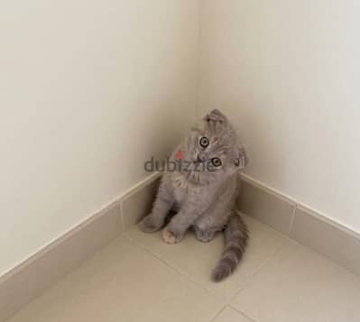  Pure Scottish Fold Female Kitten 