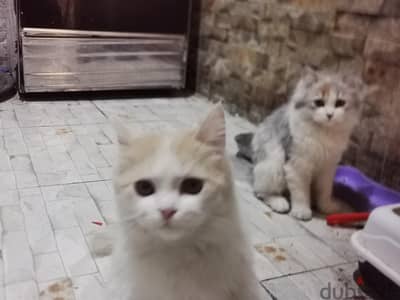 قططتين للتبني ذكر وانثي