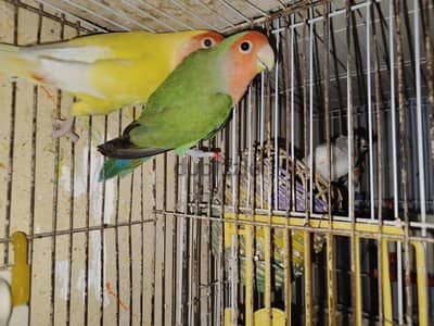 جوز روز الدكر جرين و النتايه لاتيني عين حمرا