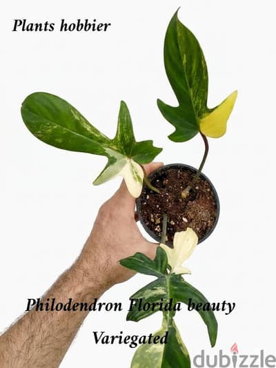 Philodendron florida beauty