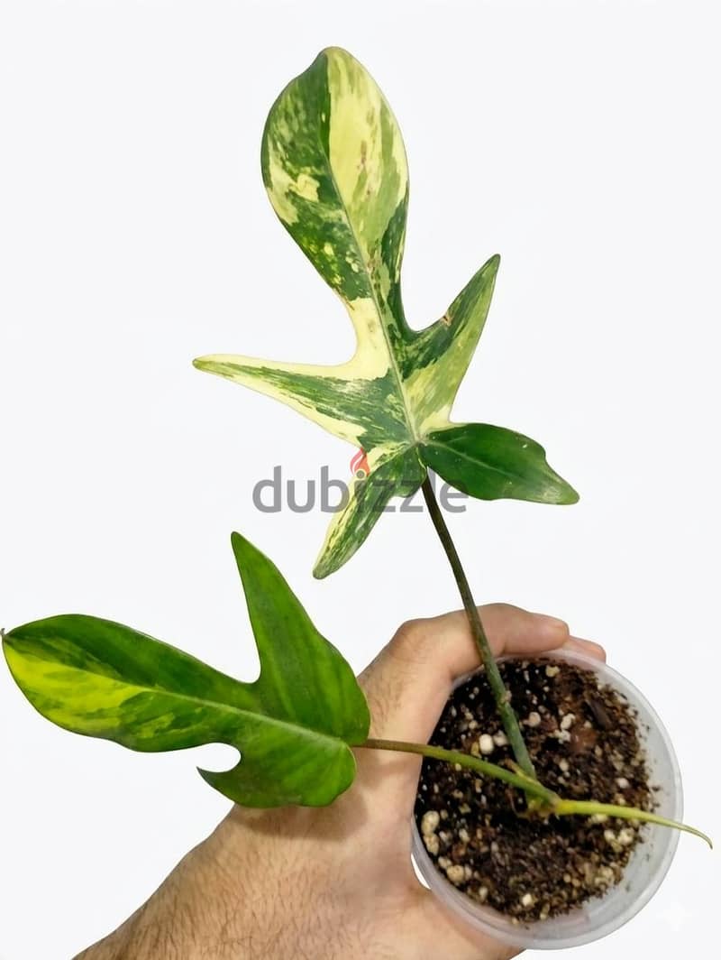 Philodendron florida beauty 1