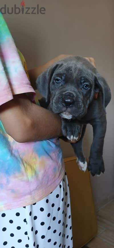 Blue cane corso كين كورسو بلو