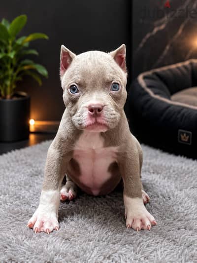 Premium American Bully Puppies – Strong Structure & Rare Colors