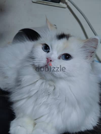 قطه جميله منتجه