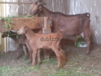 معزة مورسيانو وراها دكر ونتاية
