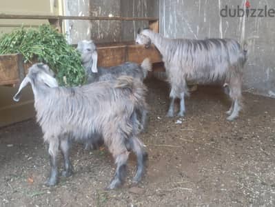 معزة وراها نتيتين كبار