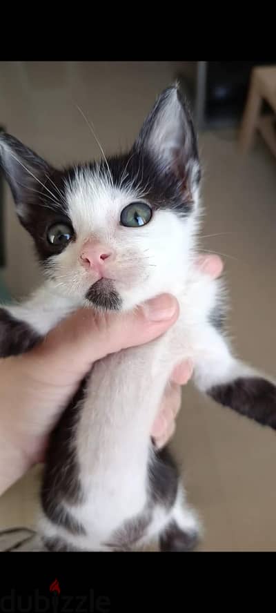 3 kittens for adoption