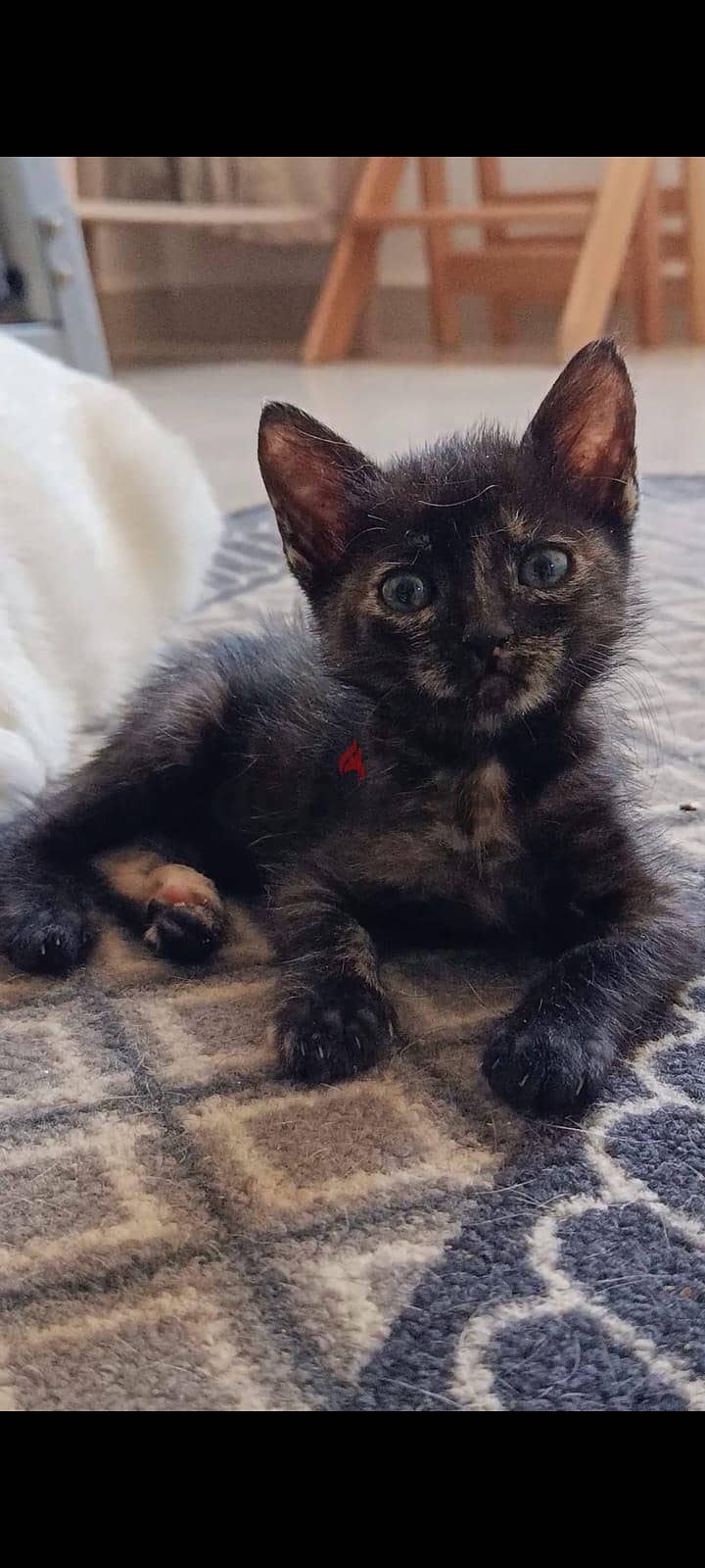 3 kittens for adoption 2