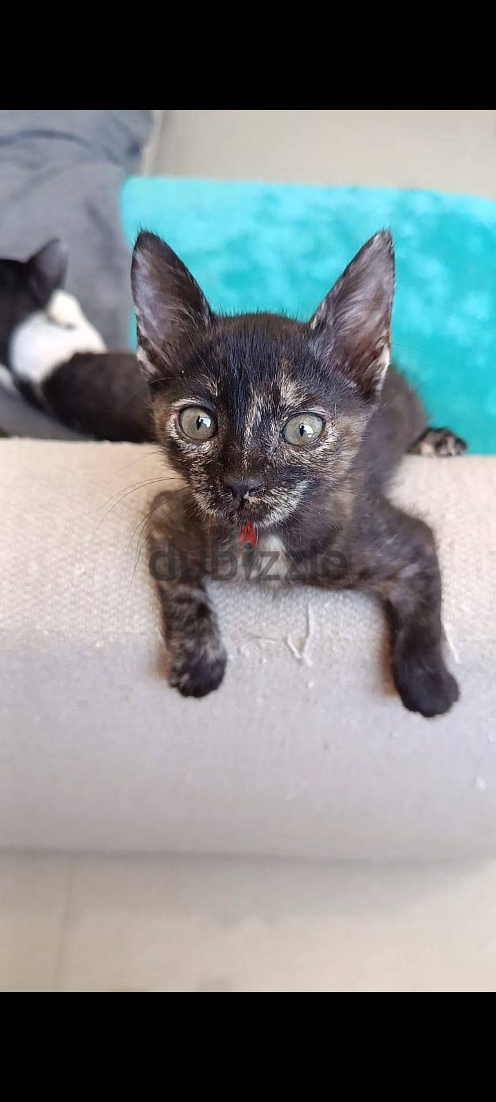 3 kittens for adoption 3