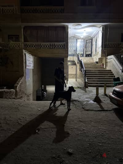 Doberman