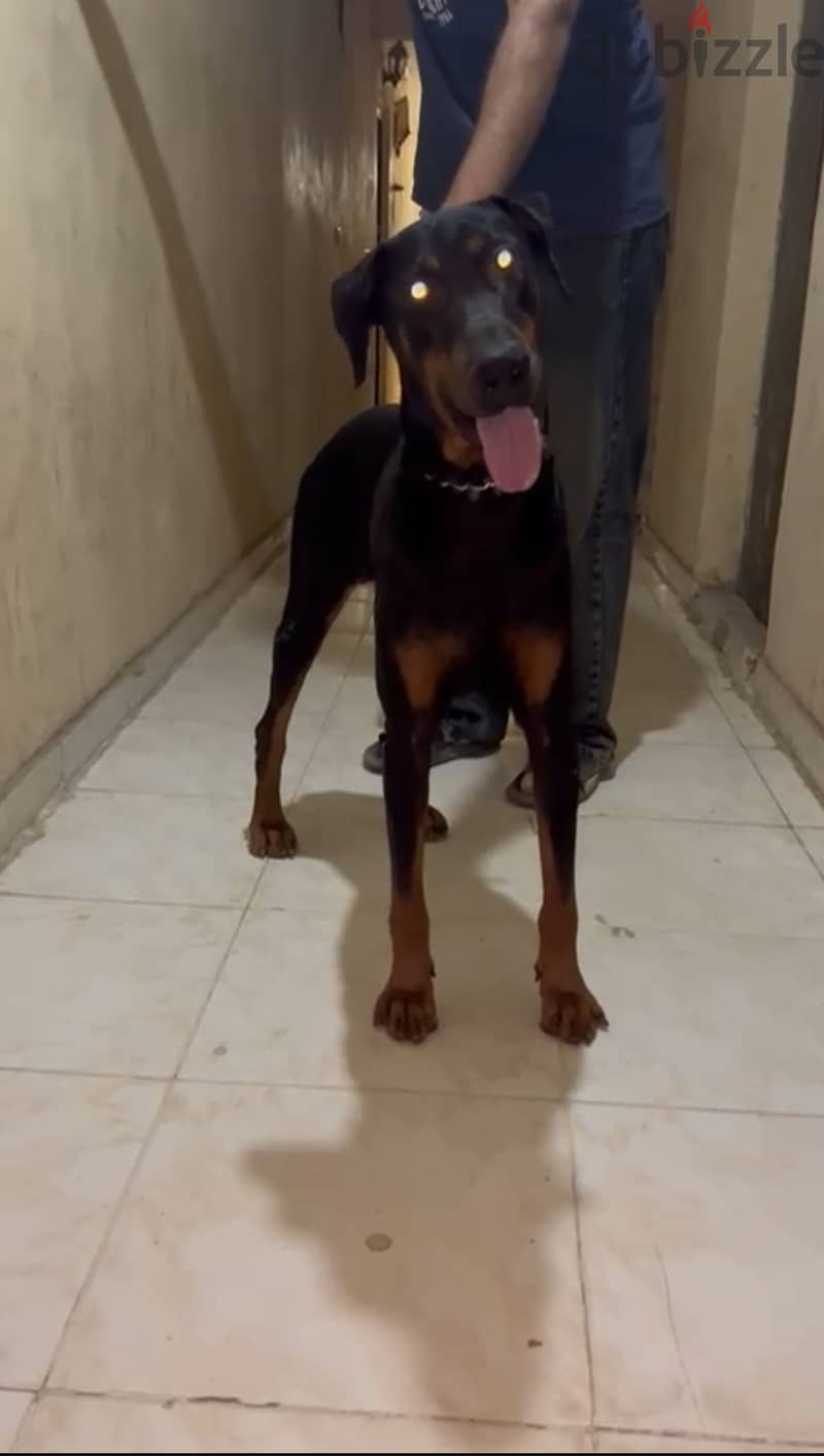 Doberman 1