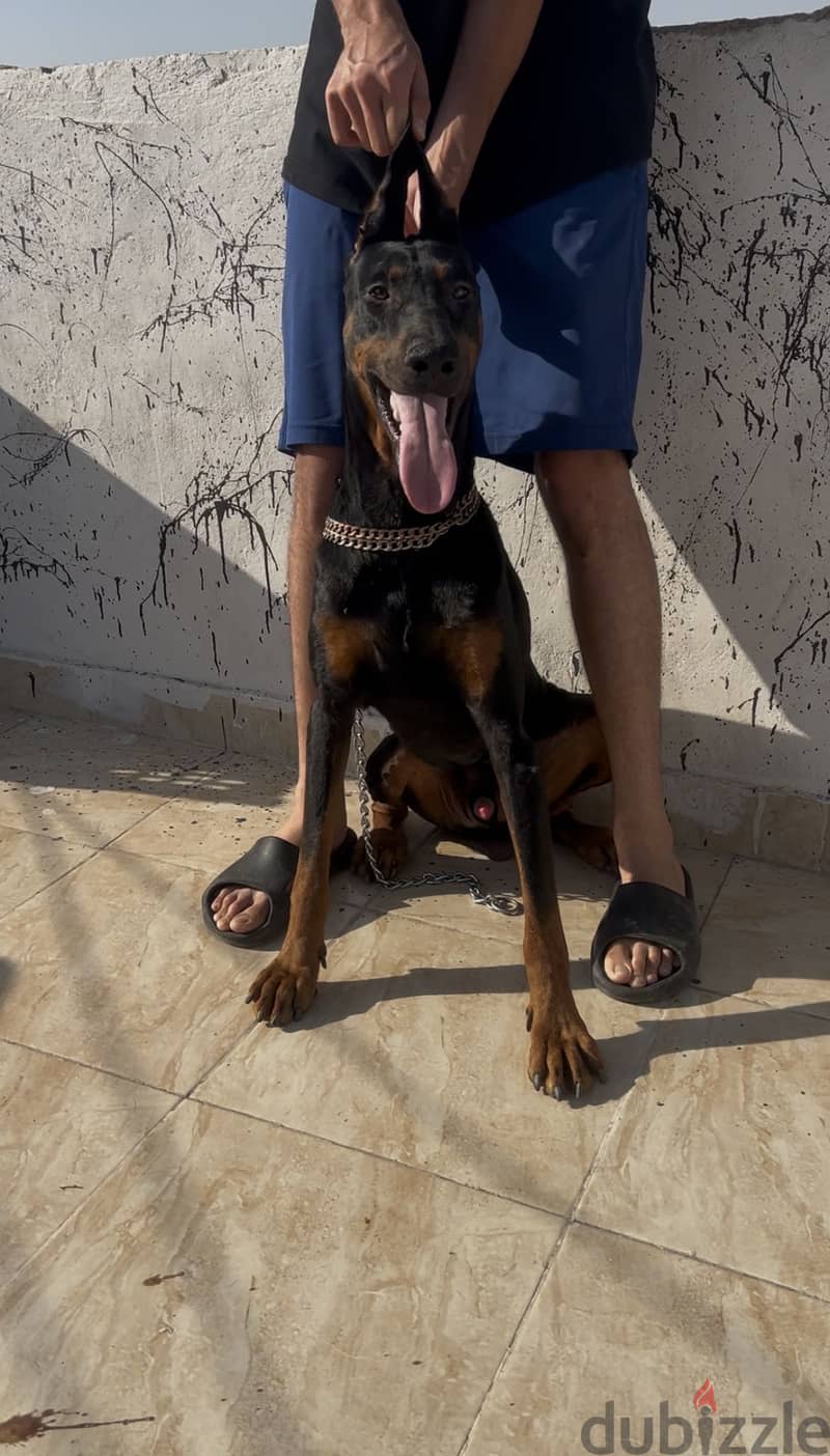 Doberman 3