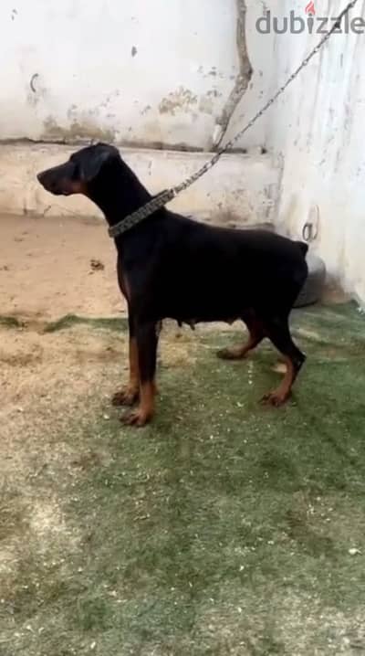 نتايه دوبر عنده سنه ونص