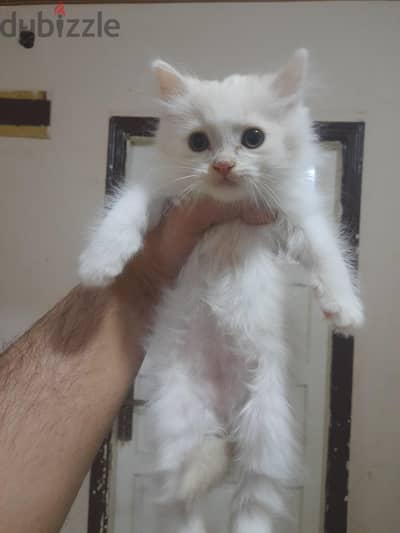 قط شيرازي بيور ٣ شهور
