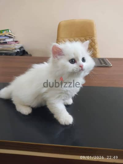 احلا قطقوط ده ولا اي
