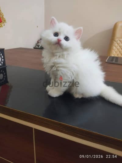 احلا قطقوط ده ولا اي