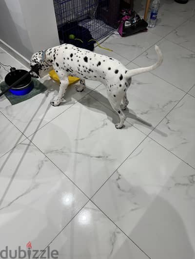 Dalmation for sale