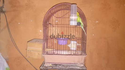 قفص عصافير