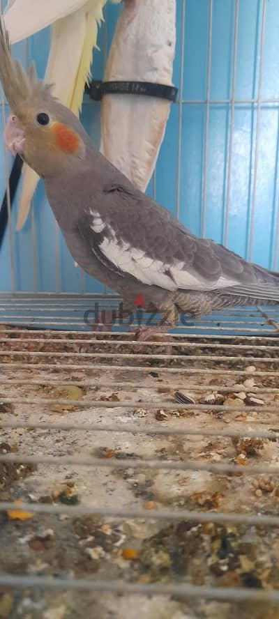 عصفور كوكتيل حبشي صغير للبيع  عمره ٤٥ يوم