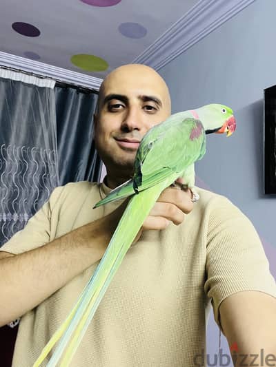 بسم الله مشاء الله ذكر أمريكي هادي جدا تفريخ مصري مفيش عض بيحب لعب