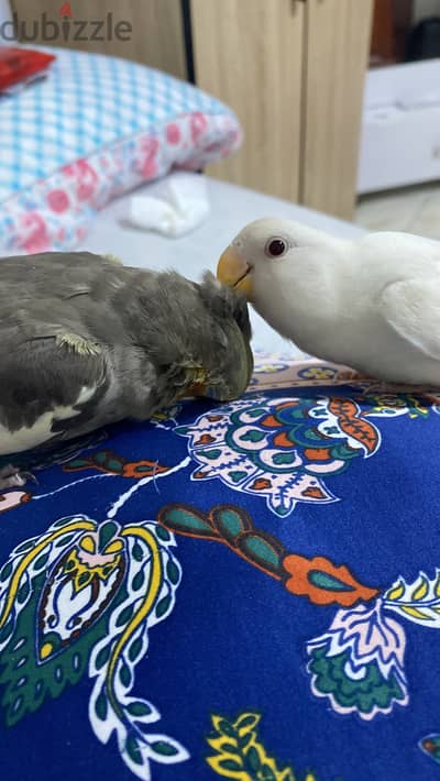 روز البينو