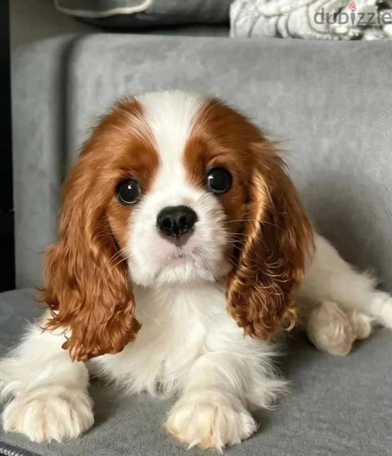 Cavalier King Charles spaniel puppy female 1