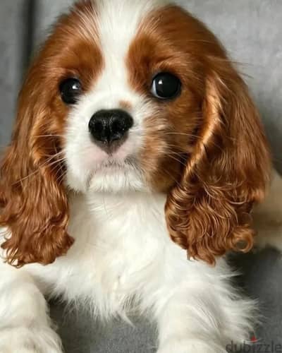 Cavalier King Charles spaniel puppy female